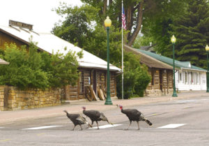 Taking advantage of the early morning lull, little traffic and even using the newly painted crosswalk at 6th and Park streets in downtown Meeker, these three turkeys decided Saturday morning was a good time  to cross the road on their way to somewhere safe to spend the day.