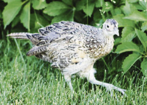 Not normally associated with northwestern Colorado, this young pheasant was spotted recently in a yard in Rangely. There are pheasant hunting ranches in Rio Blanco, but most of those are in the Flat Tops in the western part of the county with imported birds. The youth of this bird appears it may be one that may have hatched here.