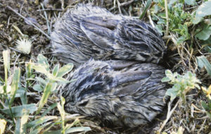 It is known that rabbits are prolific breeders, and these mid-summer babies were spotted recently in a yard in Rangely. After a quick nap together they were gone. Raptors in the area are also busy looking for young bunnies to feast on, but the survival of these youngsters is unknown.