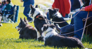 Above, several border collies are seen resting in the sun awaiting each of their turns in the Meeker Classic Championship Sheepdog Trials, which will be held Sept. 7-11 this year at Ute Park.