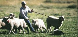 Dog handler Tom Wilson is seen here working on a “shed” wherein he and his dog look to separate some sheep from the herd and move on to the next step in the trial, always advancing toward the end of the designated route.