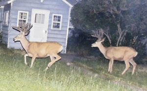 These are two nice, large bucks on the prowl along Cleveland Street in Meeker about 11 p.m. on Sunday. One gets the feeling that with their racks so large in July it might be a good thing these potentially top-quality antlers belong to animals that will most likely stay safe inside the city limits, where they can’t legally be shot.