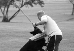 Officer Ty Hamblin of the Rangely Police Department, not pictured, demonstrated recently how his dog, Elmo, above, would protect him against an attacker by standing up to the subject. Below, Elmo latches on to the arm of the attacker, who is actually former Rangely resident Nate Baker, currently a deputy in Moffat County.