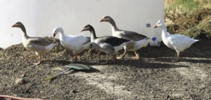 Wanting to keep things natural and stay away from pesticides, Elizabeth Robinson Wiley is helping out the Community Gardens in Rangely with organic control. A gaggle of geese is being utilized at the gardens to keep things as nature has made them.