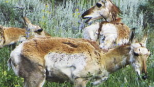 Looking a little worse for wear, this herd of antelope had better look for a better hiding place than just off the north side of Highway 64 between Meeker and Rangely, about 50 yards off the pavement. Hunters are starting to converge on Rio Blanco County for the early archery/muzzleloader season, which starts here on Saturday, to be followed later by four rifle hunting seasons.