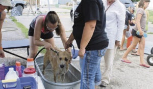 The Rangely 4H Club hosted a combination car wash, pet wash and bake sale July 29  to raise money for clay practice pigeons for practice shooting at the Elks Trap Club in Rangely. The event was sponsored by the 4-H and led by Deb Myers. Pictured is Paityn Myers with one of the dogs. 
