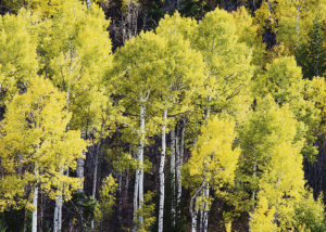 Celebrate America’s Scenic Byways 25th anniversary this month in Rio Blanco County and enjoy the fall colors. This photo is of Douglas Pass aspens on the Dinosaur Diamond National Scenic and Prehistoric Byway on the west side of the county from Dinosaur through Rangely and over Douglas Pass to Fruita. On the west side, take the Flat Tops Scenic Byway from Meeker to Yampa.  