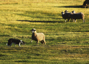 Dorrance Eikamp and his dog Scott of Gillette, Wyo., had a standoff on their hands (and paws) during preliminary runs Wednesday at the 30th annual Meeker Classic Sheepdog Championship Trials. The event is world-renowned for the unpredictability of the sheep, who bite, kick, stomp and generally misbehave to avoid being herded. The Trials continue today and through the weekend and conclude with final runs Sunday, Sept. 11.