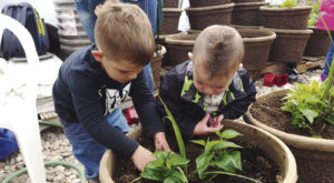 The Rangely Community Gardens are truly a community effort and rely in many ways on volunteers and members doing much of the work required to keep the facility open. Above, two young local gentlemen did their part by preparing these flower pots for placement around the city.
